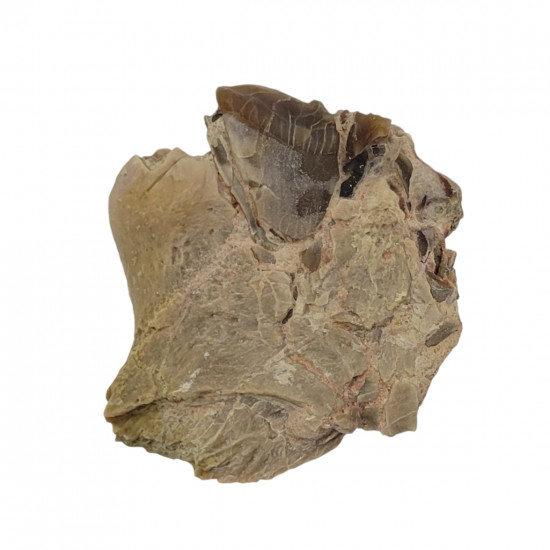 Hoplophoneus primaevus (saber cat)