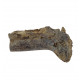 Hoplophoneus primaevus (saber cat)