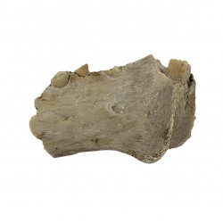 dinictis felina (saber cat)