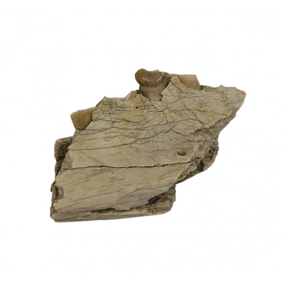 dinictis felina (saber cat)