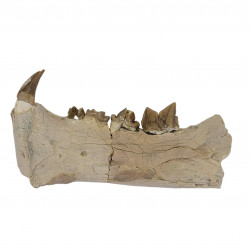 dinictis felina (saber cat)