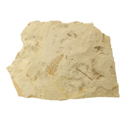 fossil fern