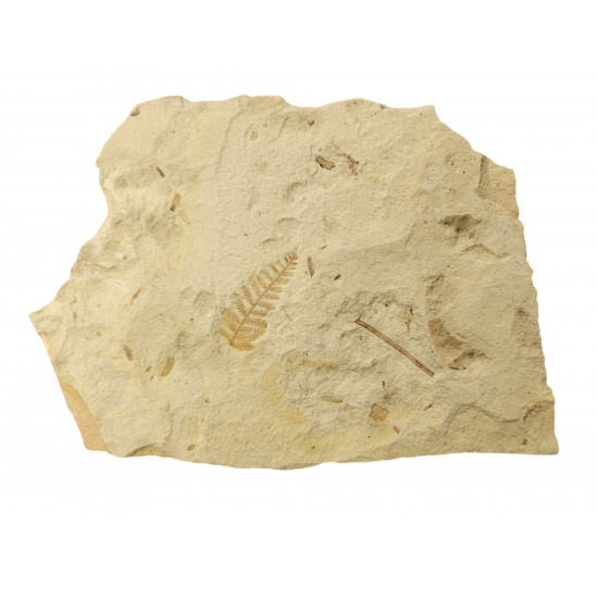 fossil fern