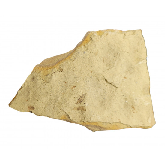 Palaeschrysa creedei