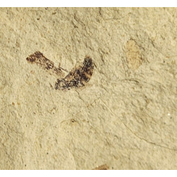 Palaeschrysa creedei