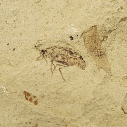 Palaeschrysa creedei