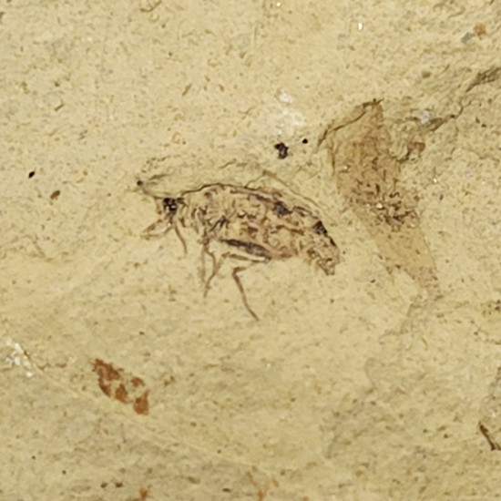 Palaeschrysa creedei