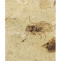 Tapholyda caplani