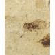 Tapholyda caplani