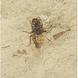 Tapholyda caplani