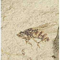 Palaeschrysa creedei