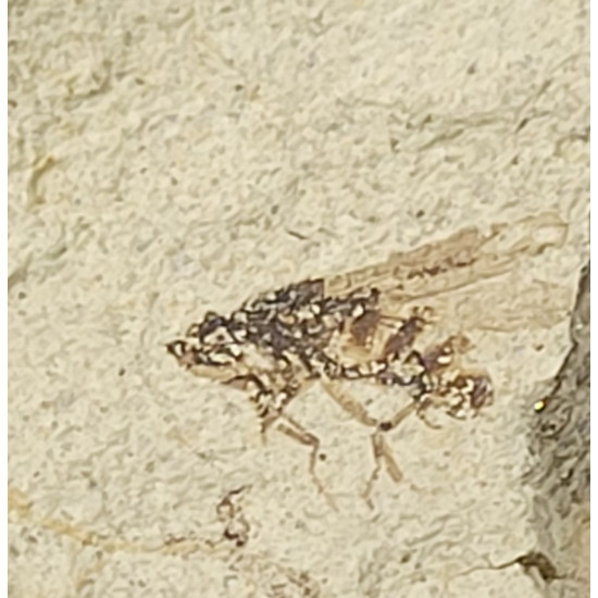 Palaeschrysa creedei