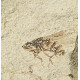 Palaeschrysa creedei
