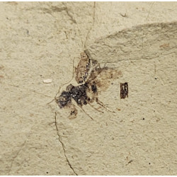 Palaeschrysa creedei