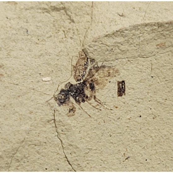 Palaeschrysa creedei
