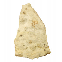 fossil plant