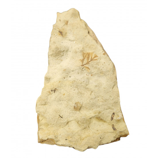 fossil plant