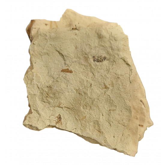 Palaeschrysa creedei