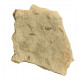 Palaeschrysa creedei