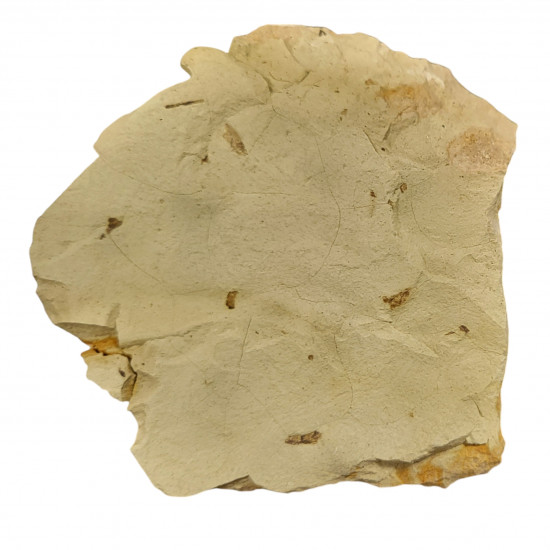 Palaeschrysa creedei