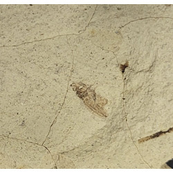 Palaeschrysa creedei