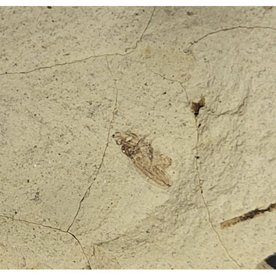 Palaeschrysa creedei
