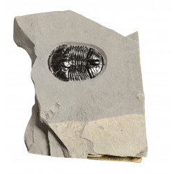 Asaphiscus wheeleri 