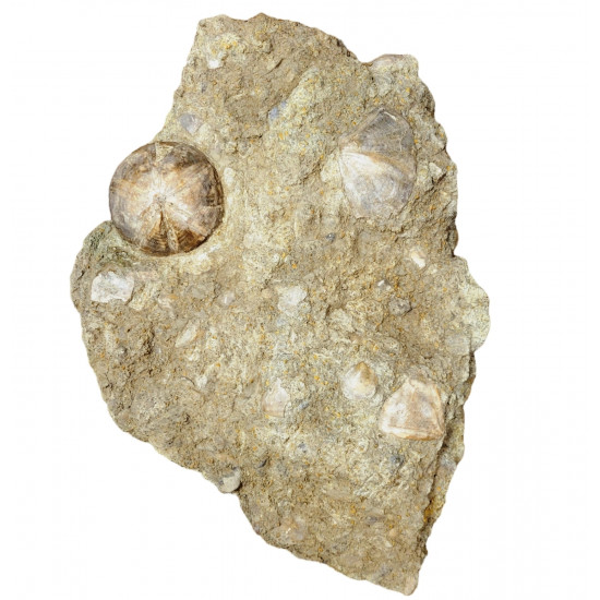 clypeus angustiporus
