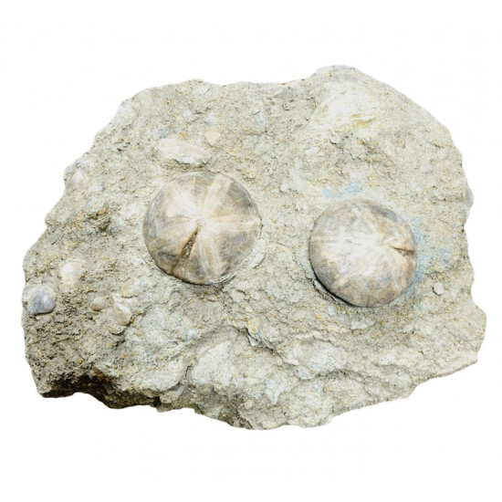 clypeus angustiporus