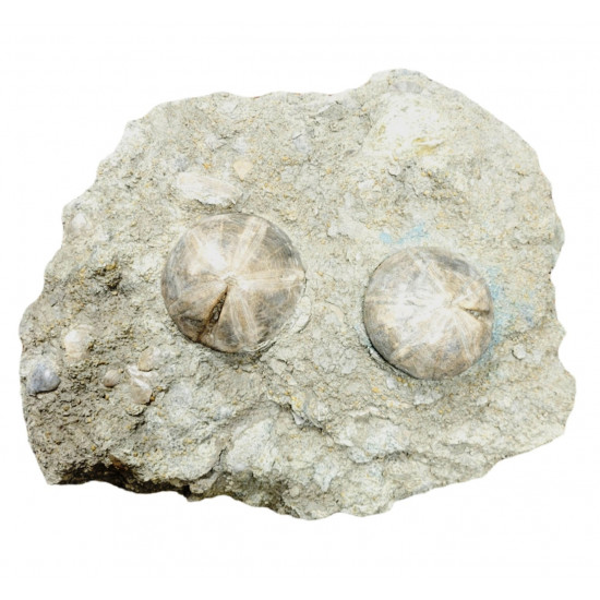 clypeus angustiporus