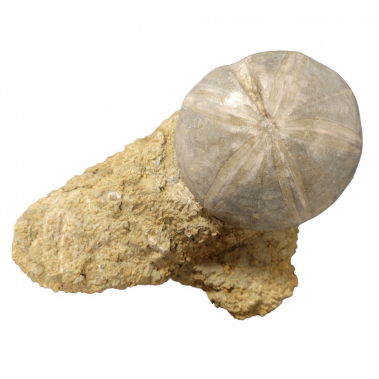 clypeus angustiporus