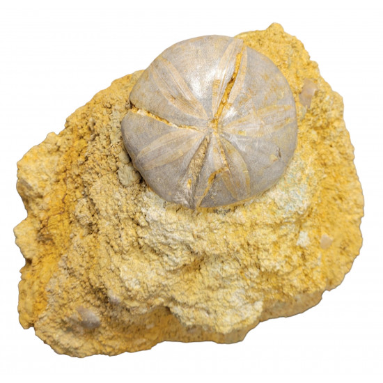 clypeus angustiporus