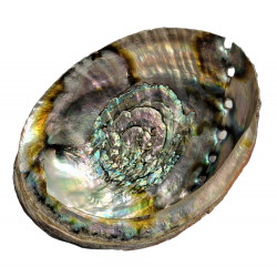 abalone shell