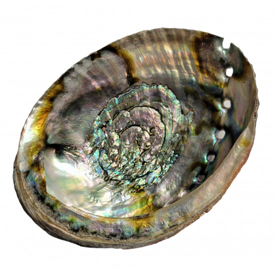 abalone shell