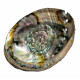 abalone shell