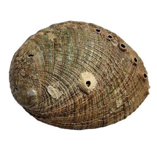 abalone shell