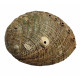 abalone shell