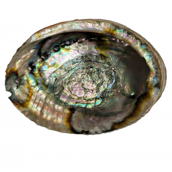 abalone shell
