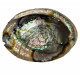 abalone shell