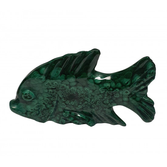 fish malachite