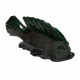 fish malachite