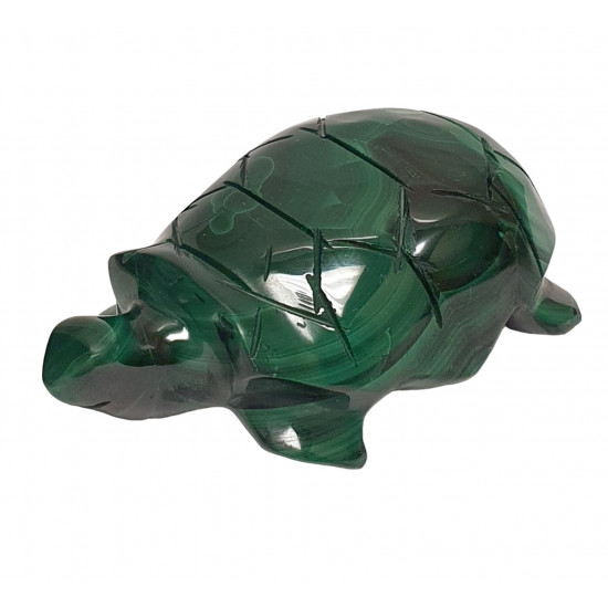 turtle malachite