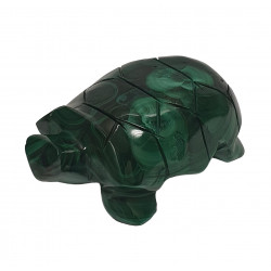 tortue malachite
