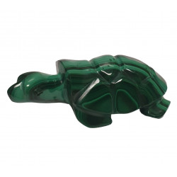 tortue malachite