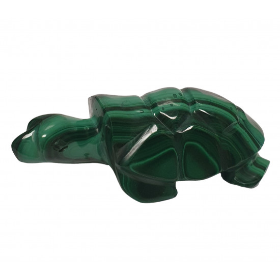turtle malachite