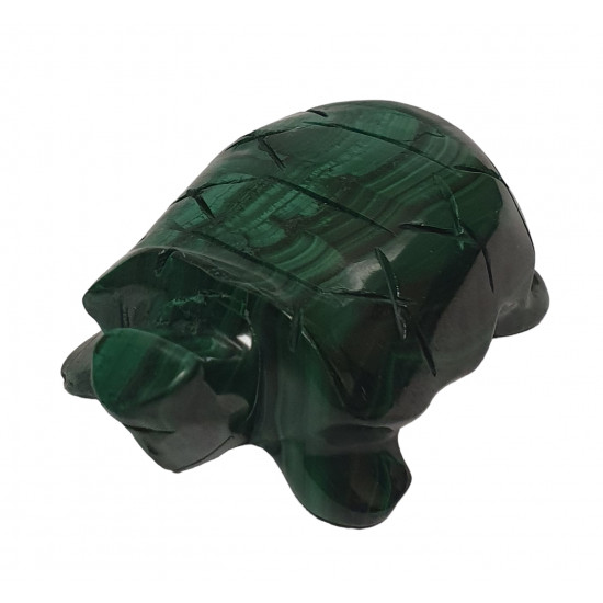 turtle malachite