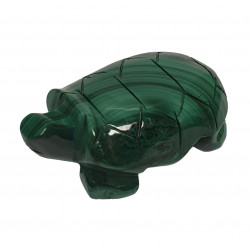 tortue malachite