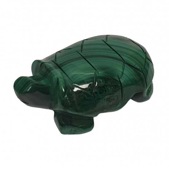 turtle malachite