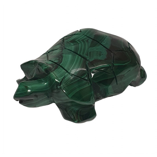 turtle malachite