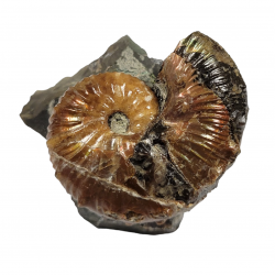 Hoploscaphites nicoletti